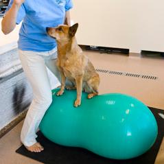 Canine Rehabilitation & Conditioning Group