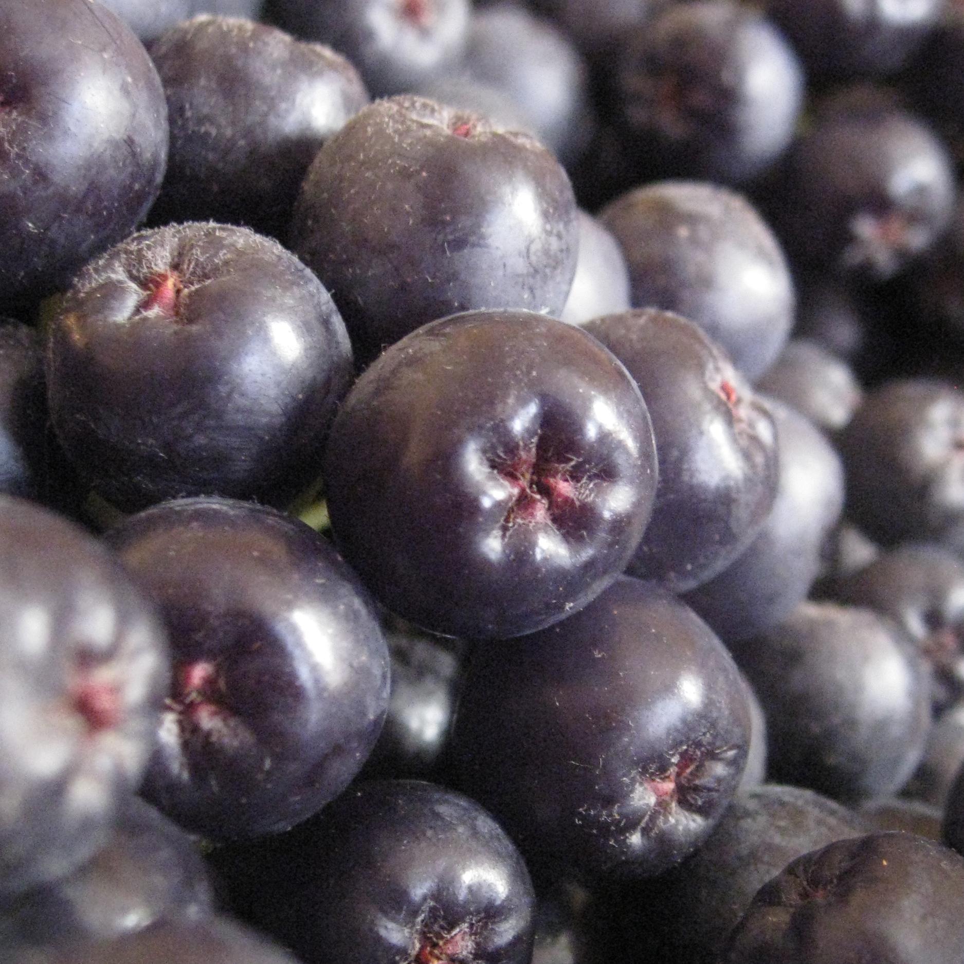 Aronia berry berries · chokeberry ·  Missouri · Kansas City ·  Buchanan Co ·  St Joe ·  St Joseph ·  KC · I-29 · I-35 · US 36 ·  cameron · easton · blazerfarmz · blazer farms · blazerfarms · Blazer Farmz, LLC ·   blazerfarmz.com ·  smoothie · nutrition ·  health food ·  for sale ·  seller ·  wholesale · retail