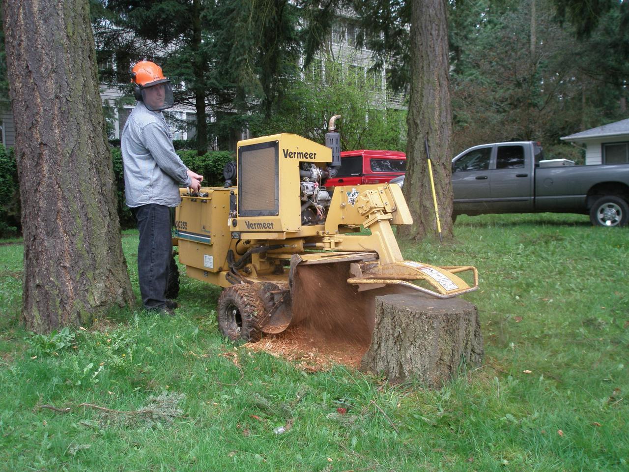 Stump Grinding and Removal in Everett Washington