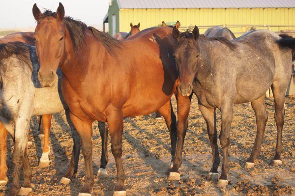 Wantmore Land and Cattle