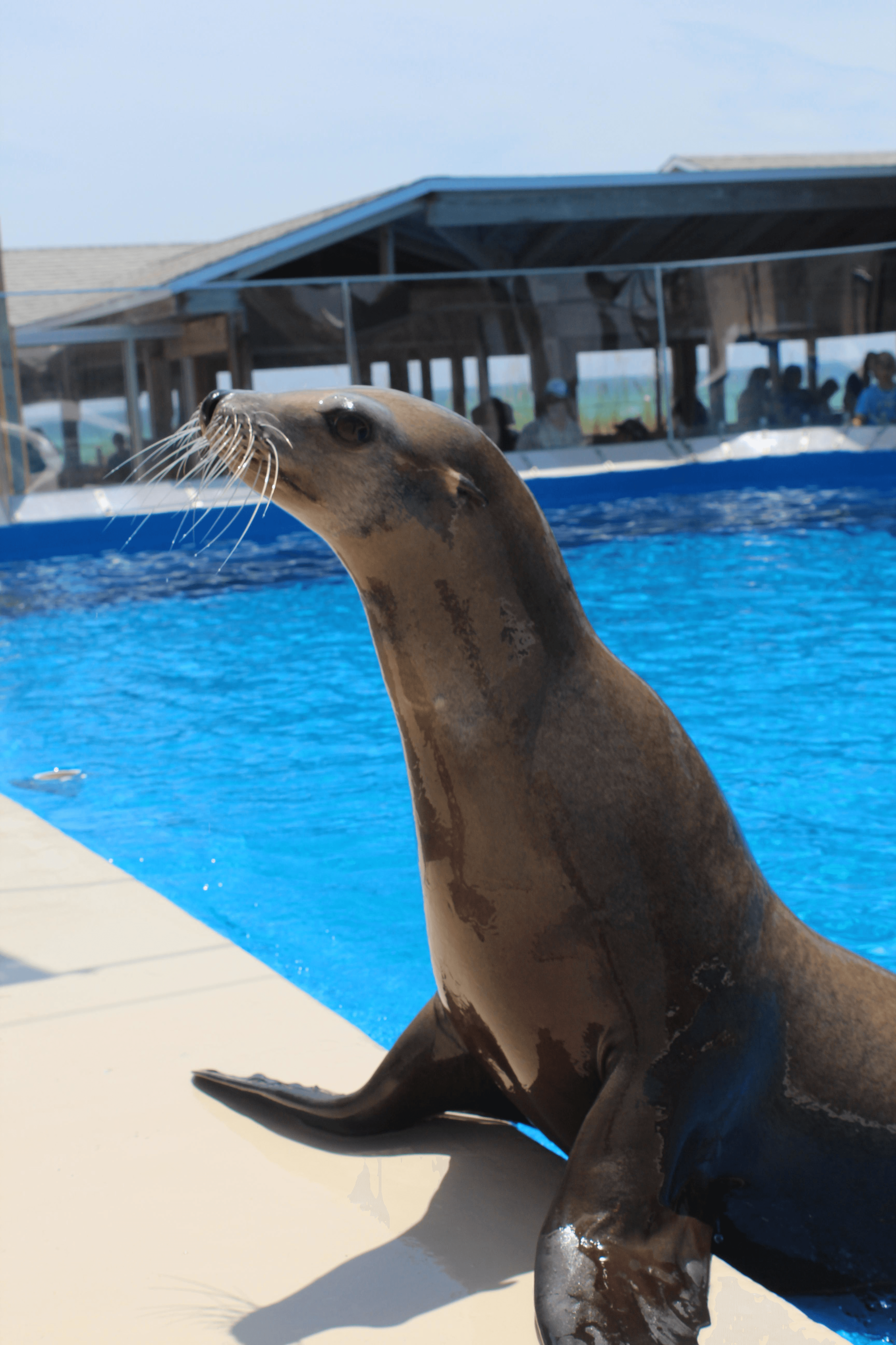 Sea Lion Shows and Encounters