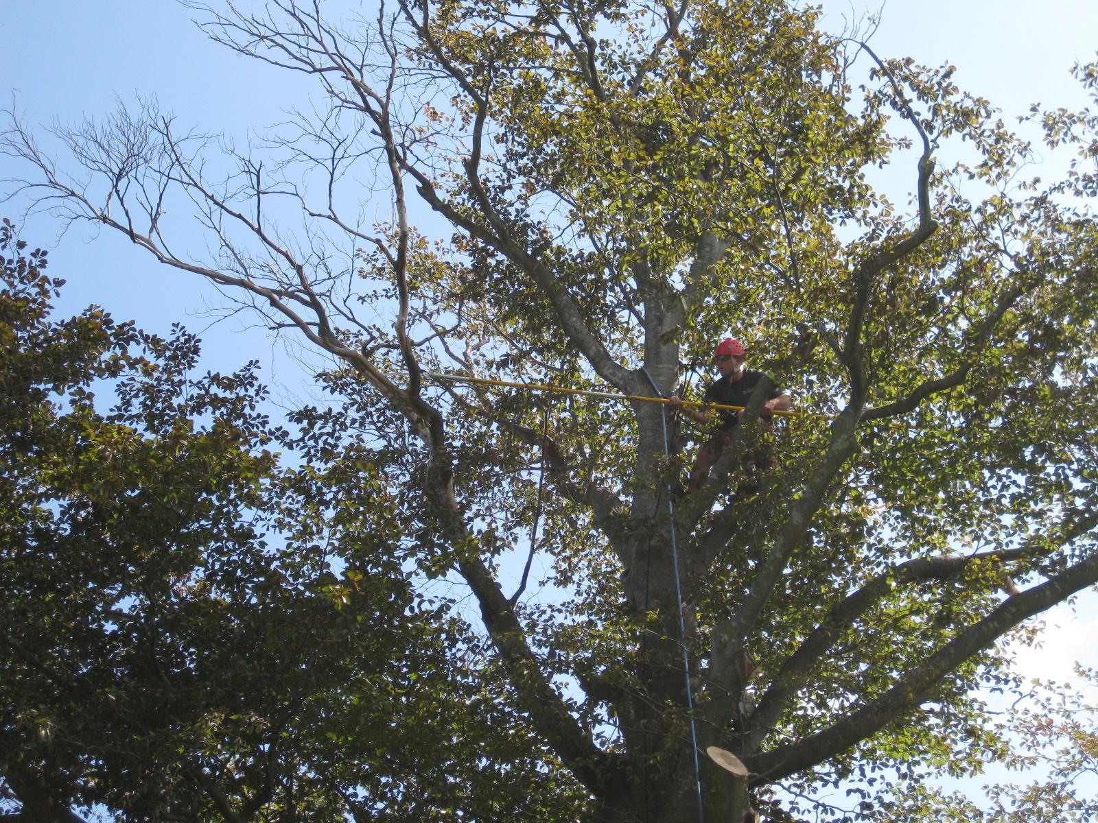 Tree Trimming