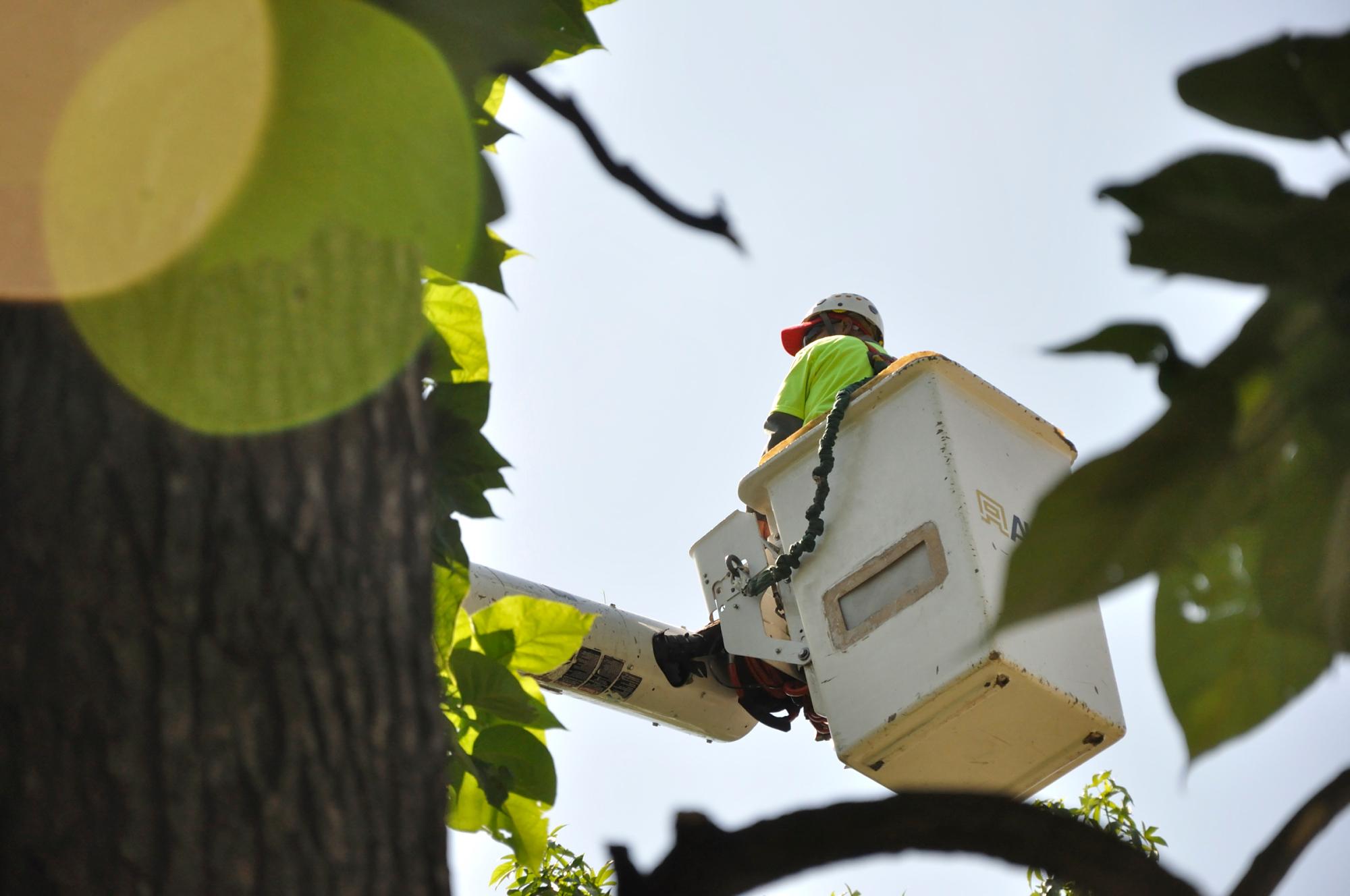 Tree Removal