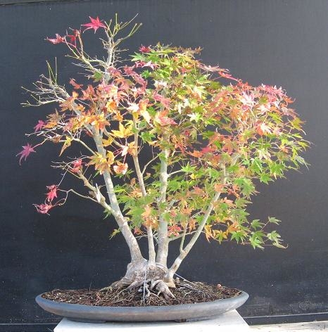 Japanese Maple