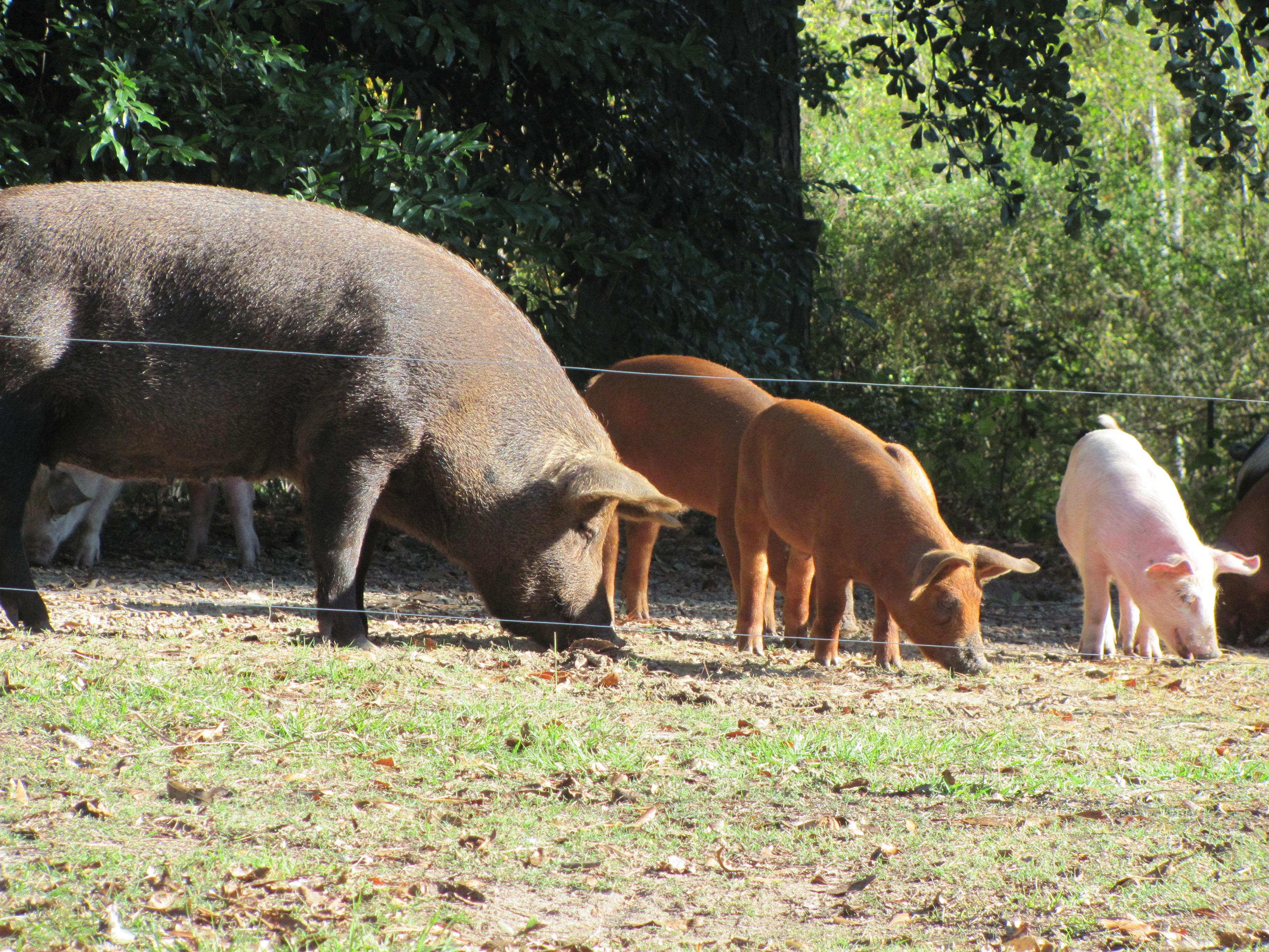 Pigs chowing down on acorns.