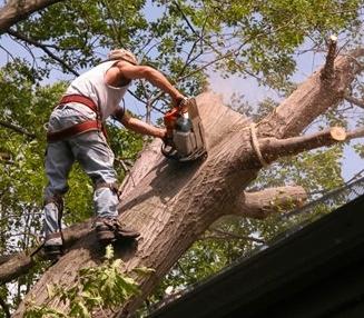 Tree Trimming