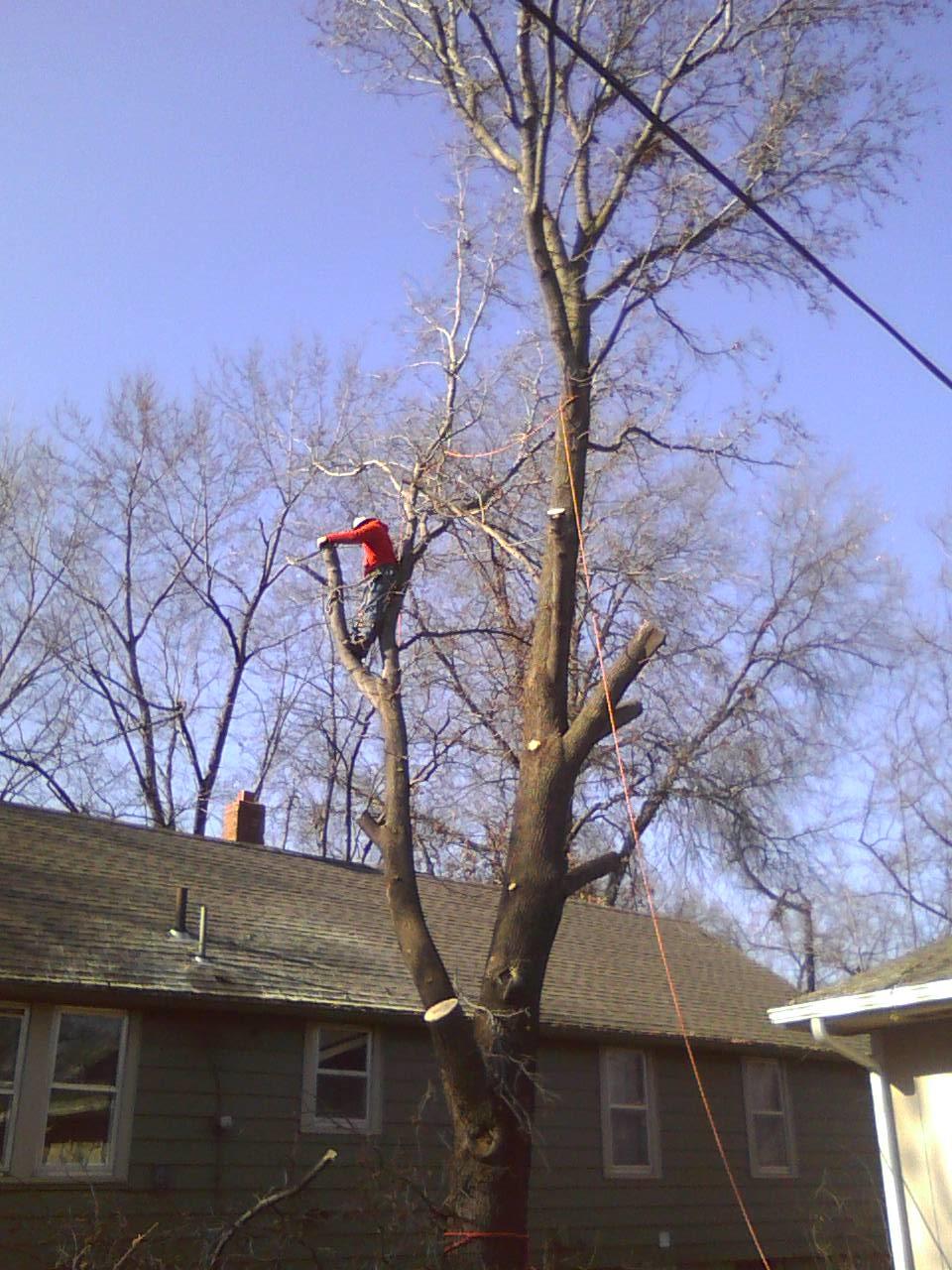 Tree Removal in Progress