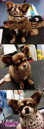 Glitter Groomer Las Vegas, Henderson Dog Groomer LOVES doggy transformations!