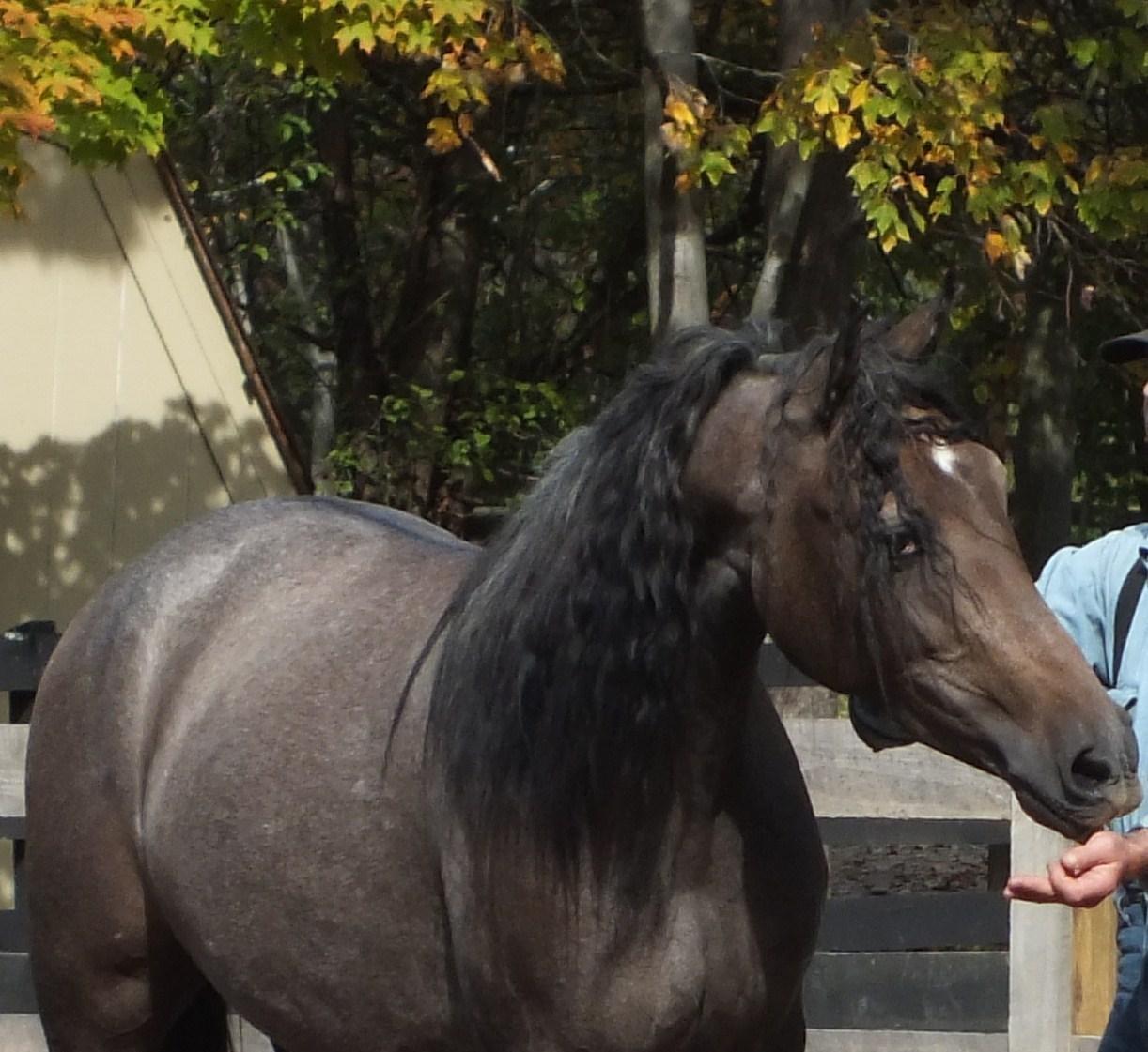 Andalusian Horses For Sale