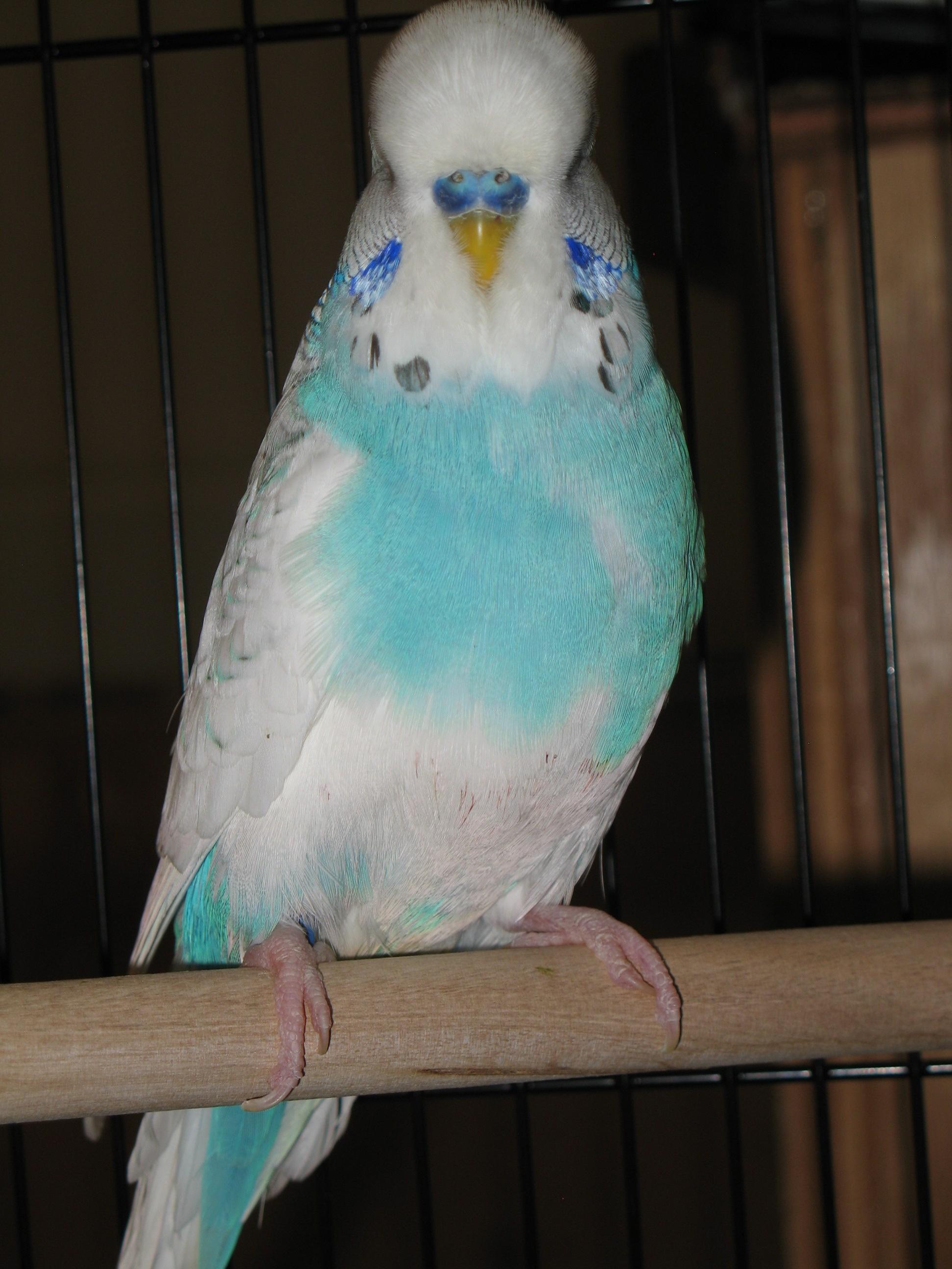 Sky Blue English Budgie (the real McCoy not American Parakeets)