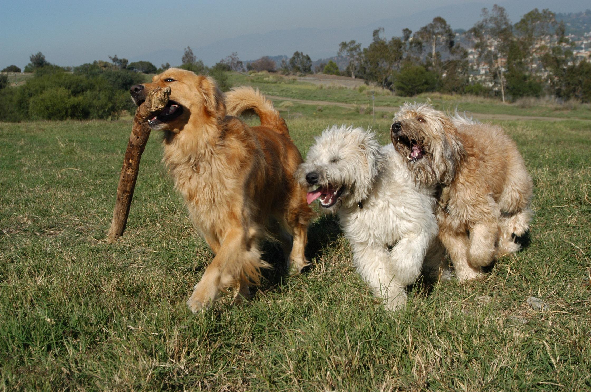 Dog Walker Fun Hikes