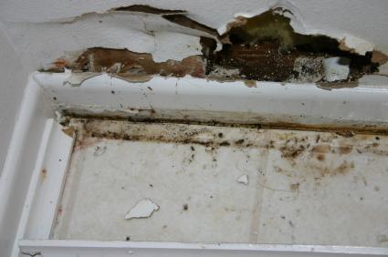 Mold & Mildew Damage