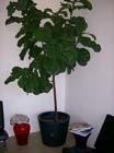 Fig Ficus tree