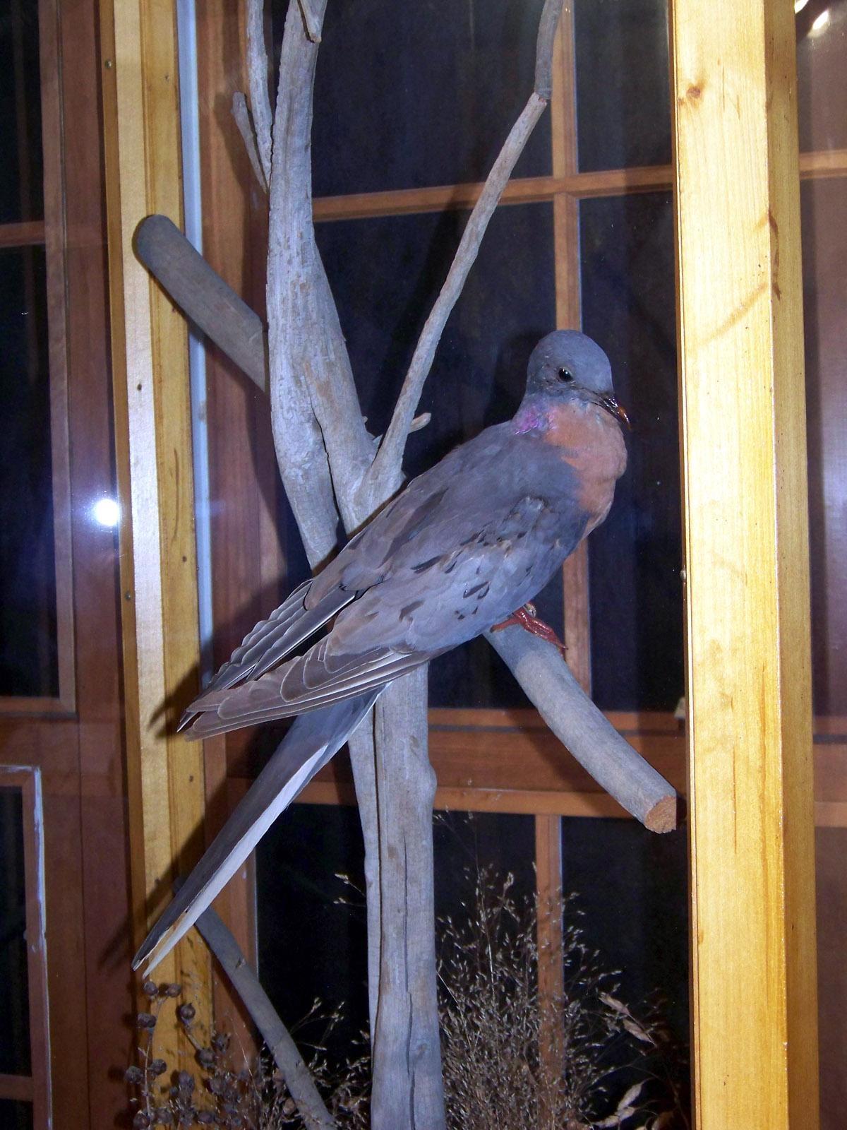 Three Extinct Birds on Exhibit