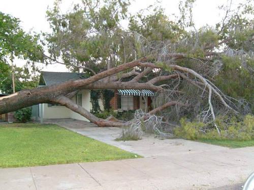 Emergency tree removal