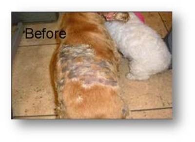 Before allergy pet of 10 years