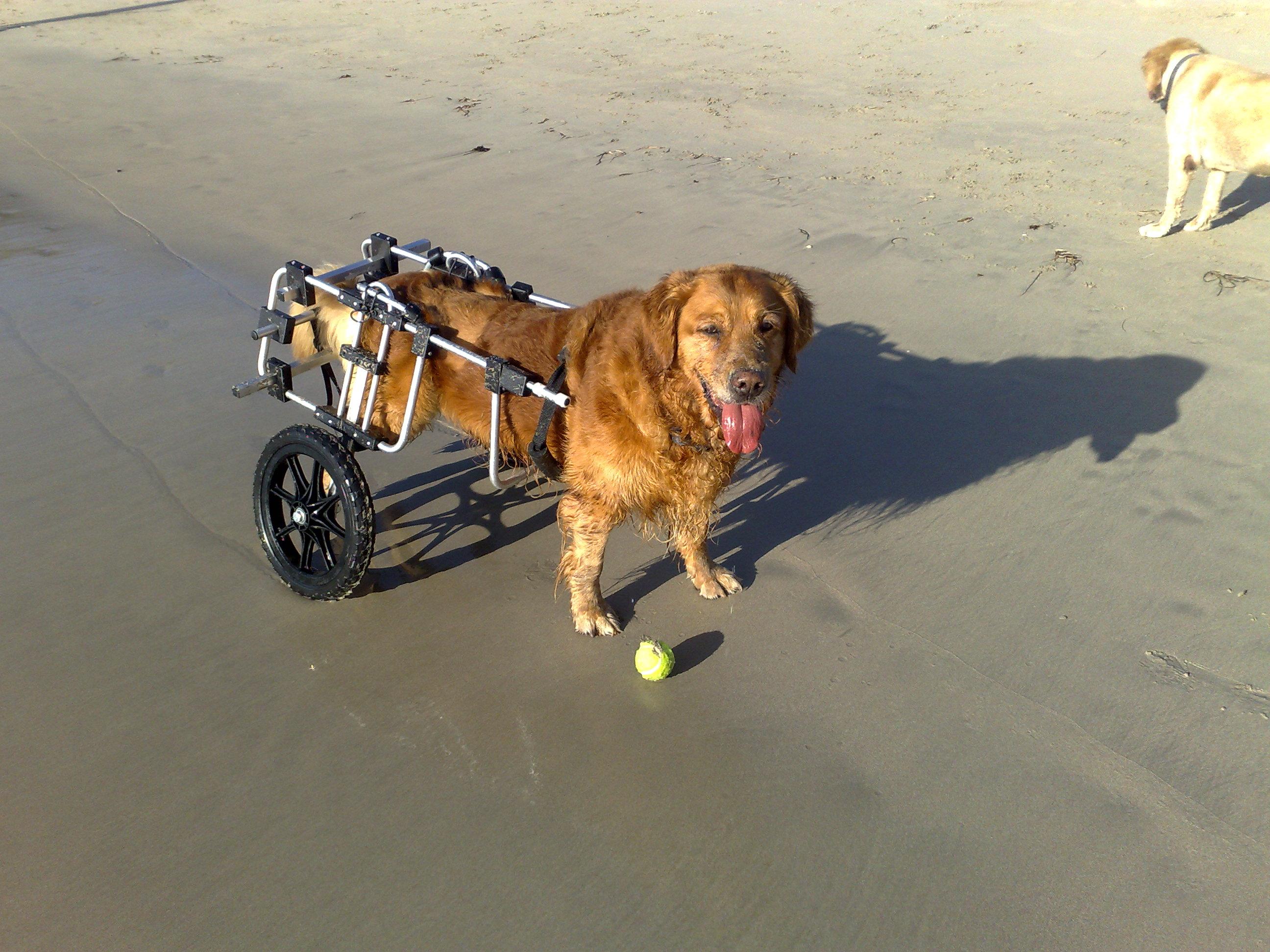 Golden Retriever "Henry" at the Beach in a Dog Wheelchair