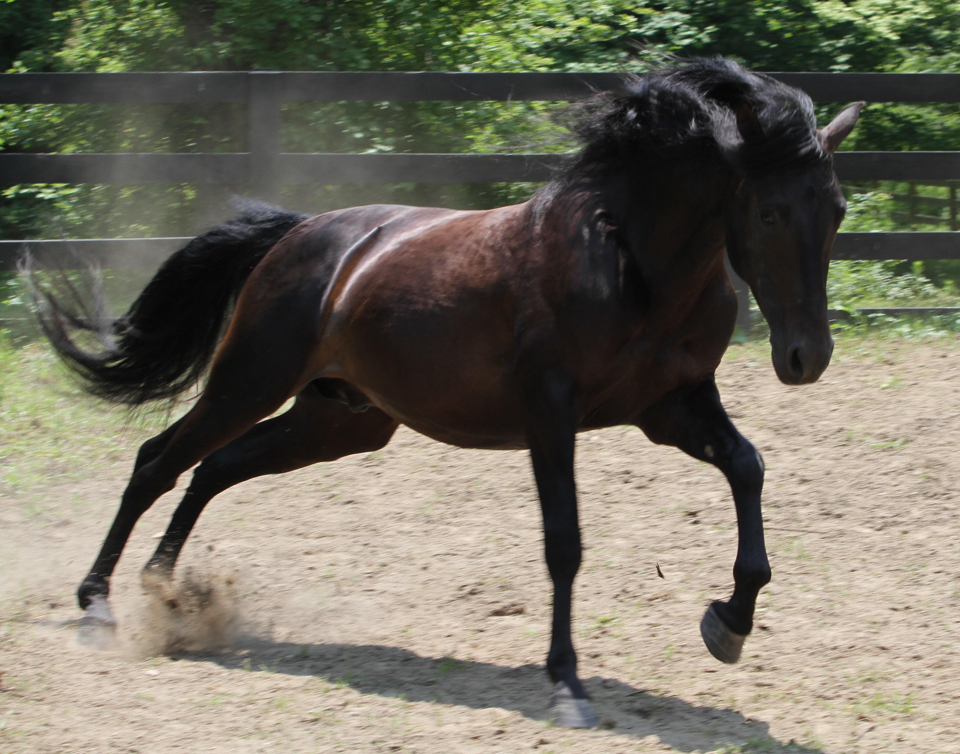 Intimo Infinidad H Andalusian Stallion at Stud