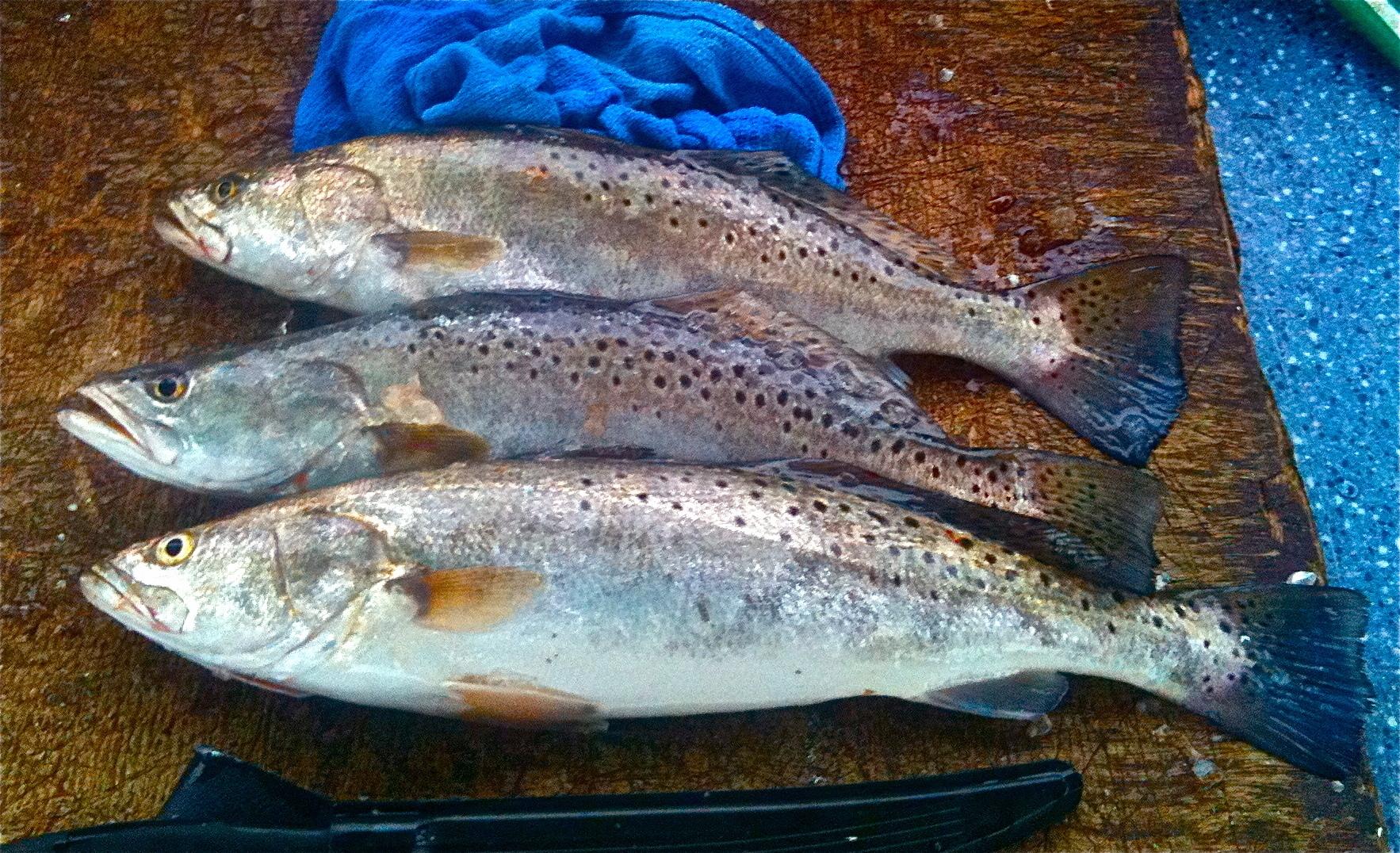 Trout and redfish are abundant