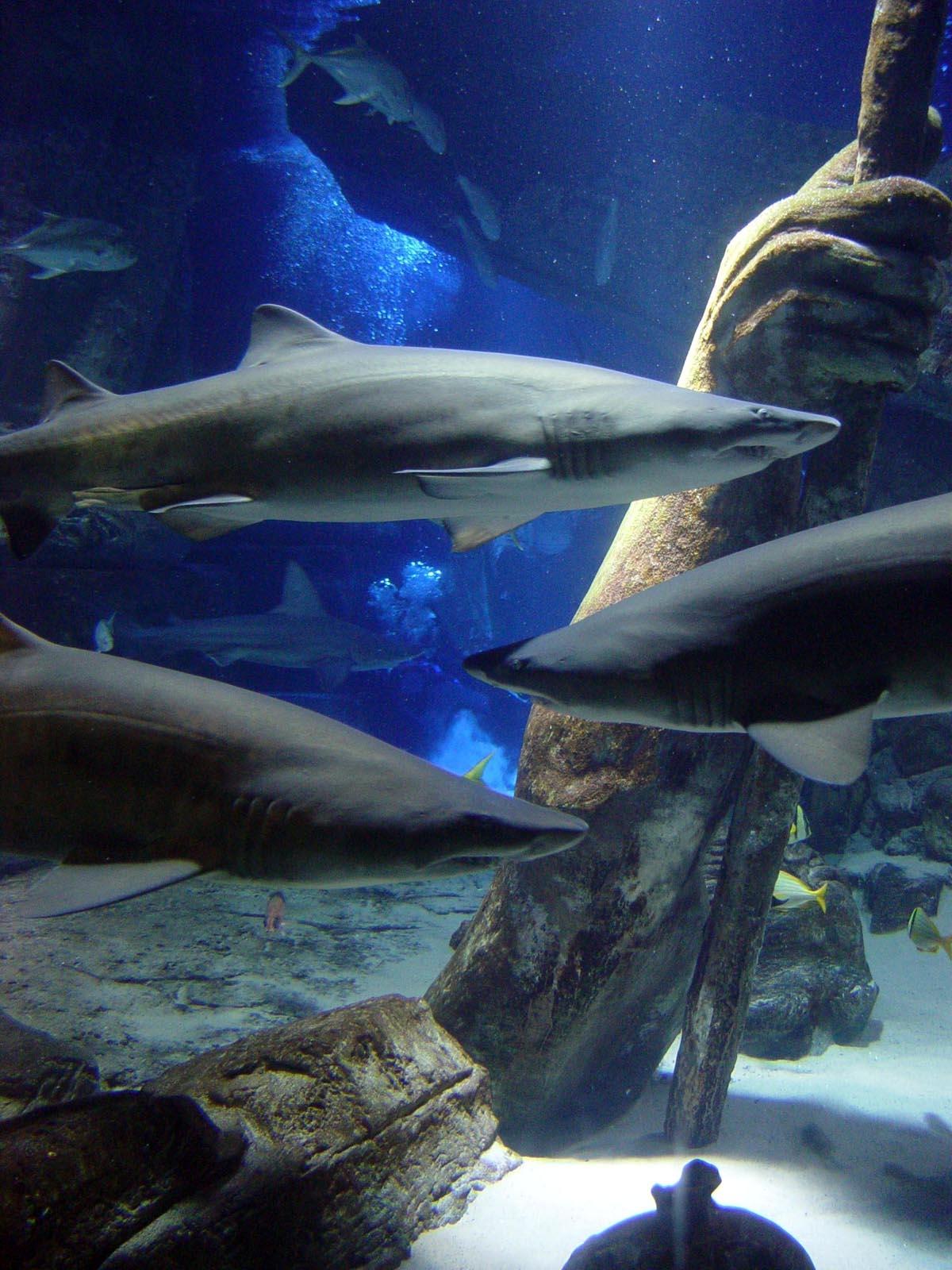 Sharks in our 120,000 gallon Shark Tank