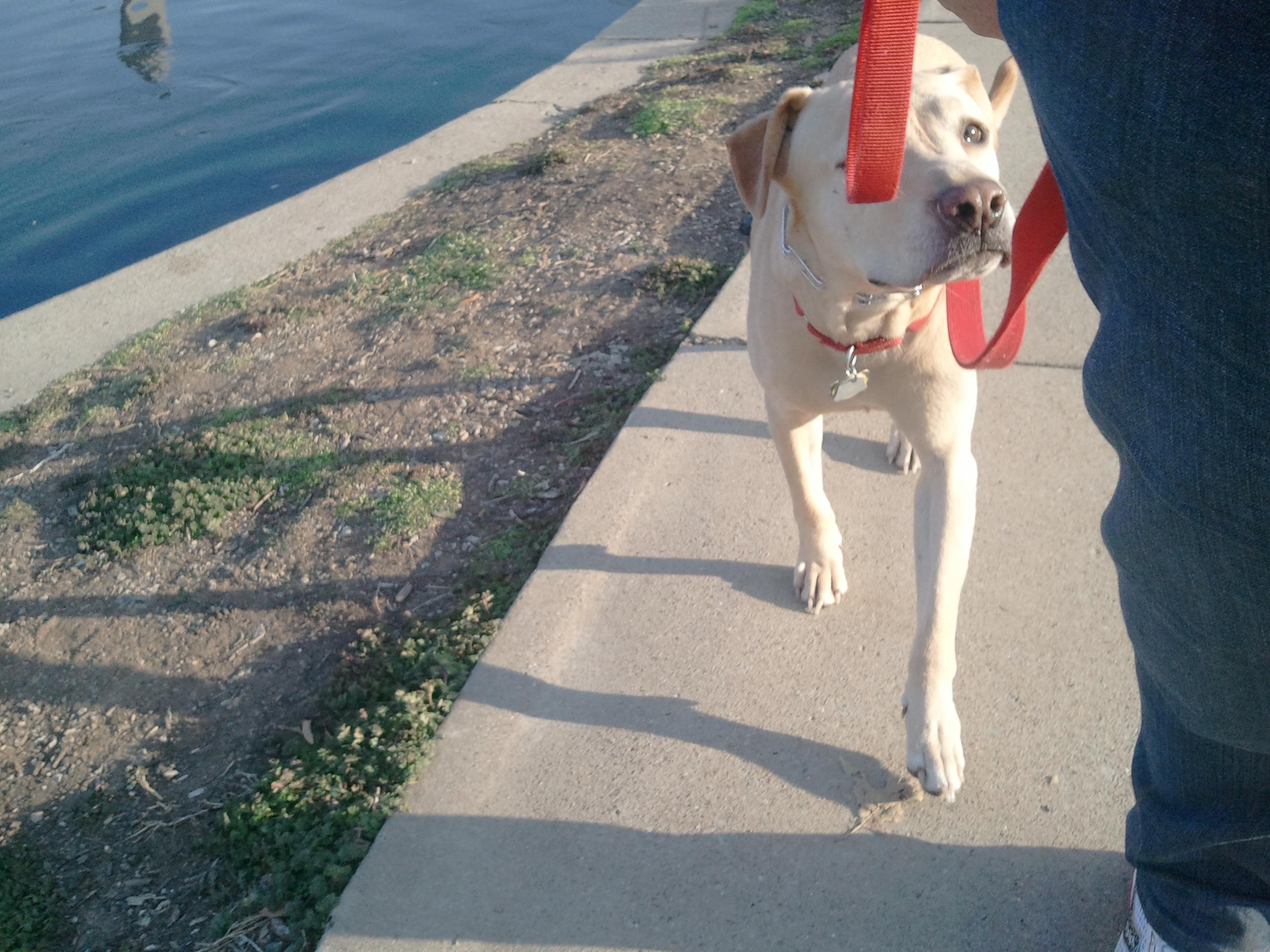 Free Leash Training with our daily dog walking service