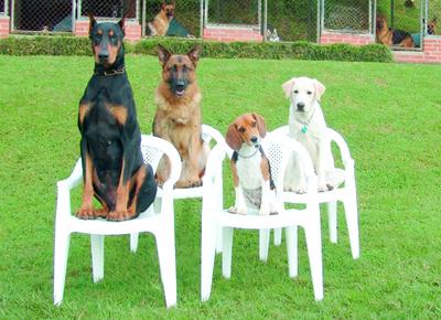 dog-training-tucson-photo