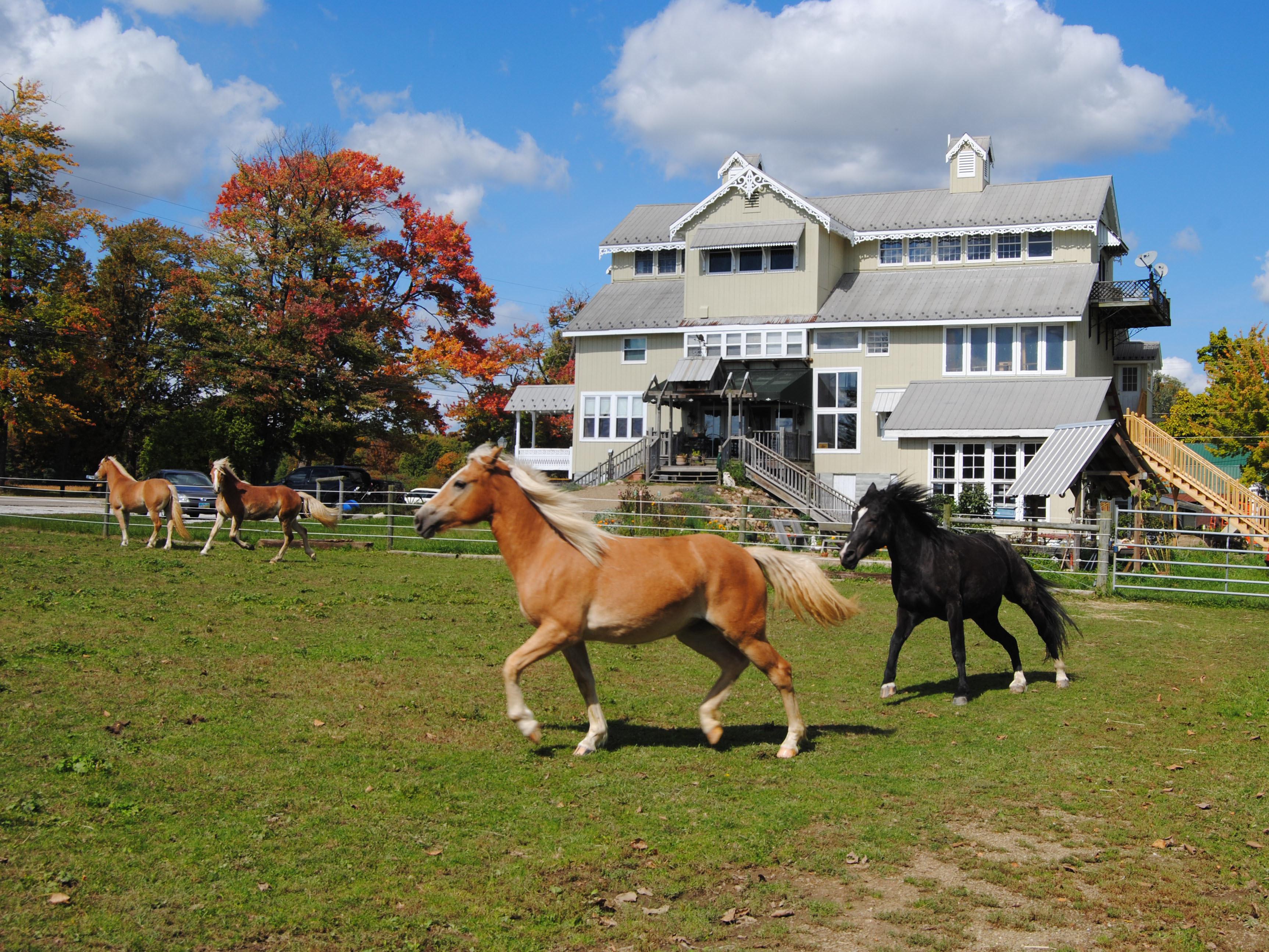 Dream Horse Guesthouse (B&B)