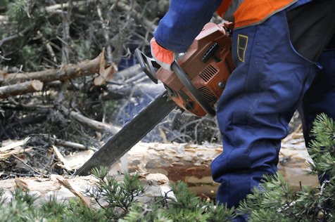 Tree Removal