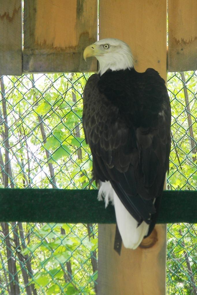 Meet an American Bald Eagle!