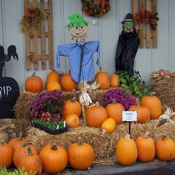 Feasel's Home & Garden Center - Holiday Pumpkin Patch