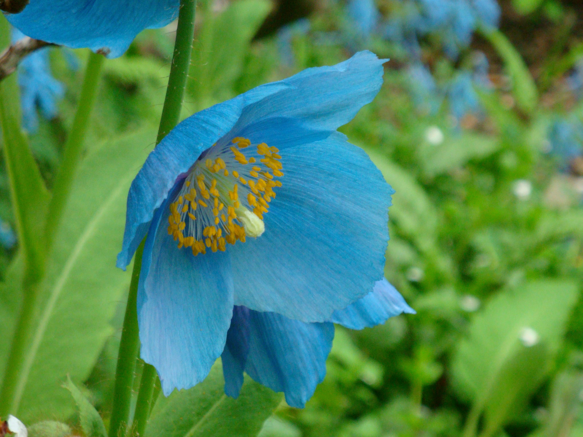 Blue Poppies in late May