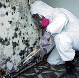 Mold Remediation