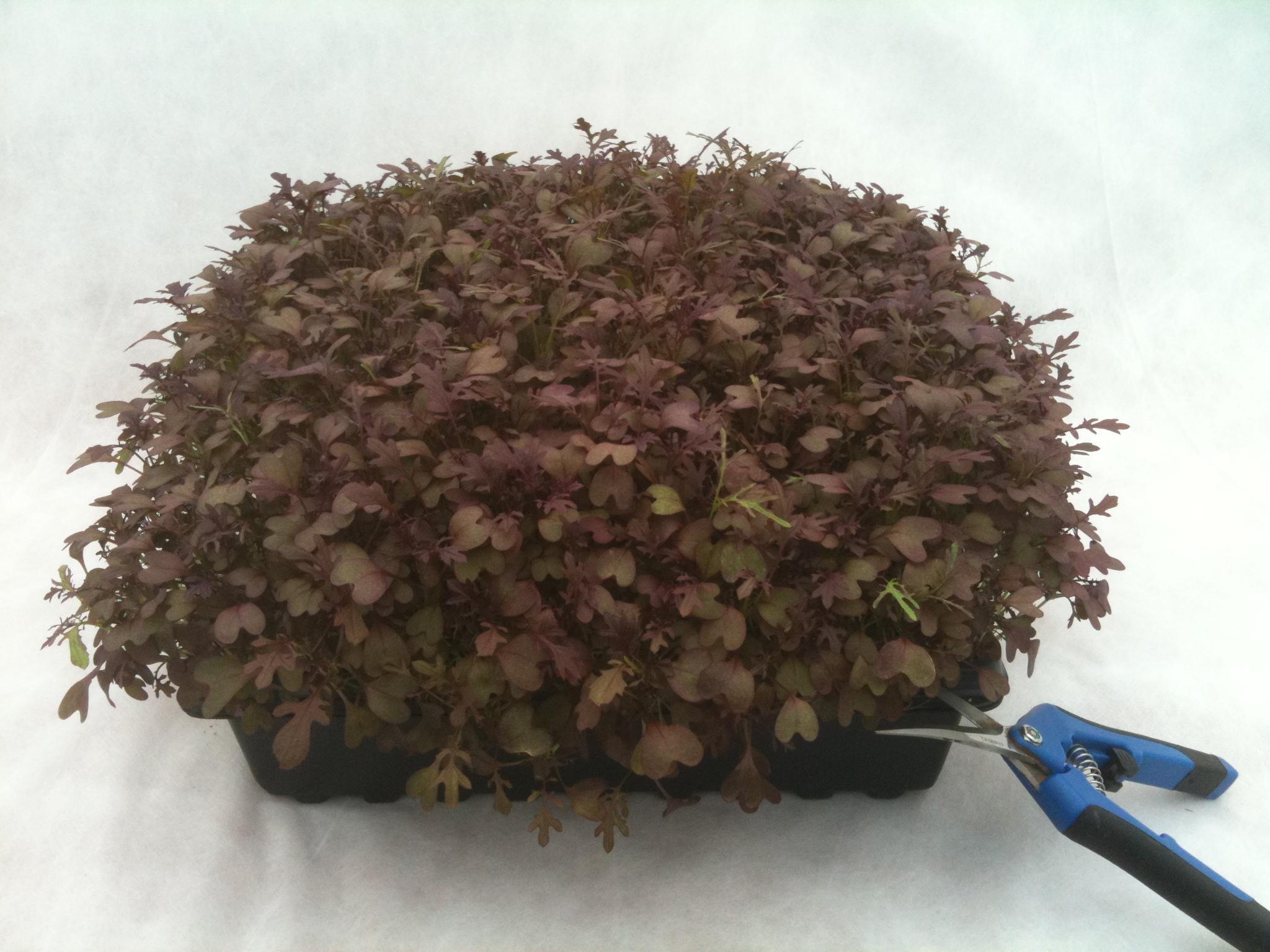 Sebastopol Microgreens