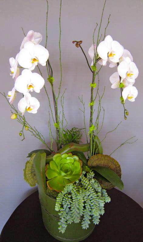 Orchid Planter with Succulents