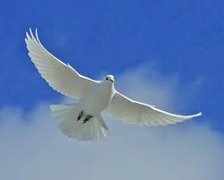 White Dove Release Illinois www.WDRelease.com