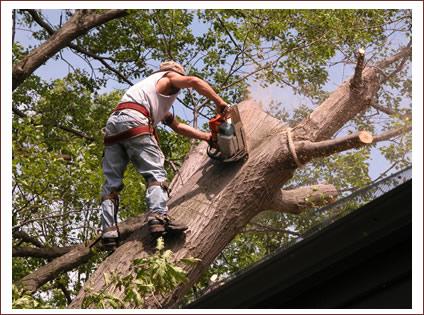 All Around Clean Up & Tree Removal