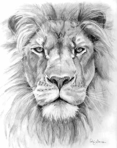 pencil drawing - lion