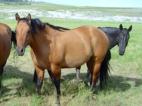 Wantmore Land and Cattle