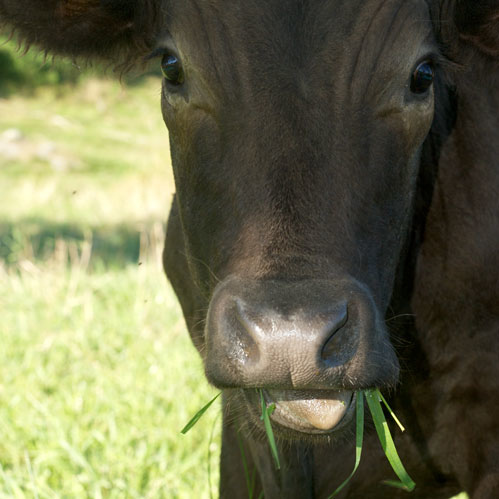 Steady Lane Farm Grass Fed Beef