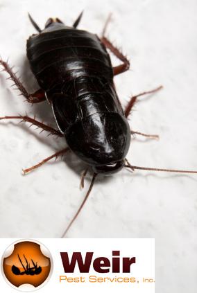 Roaches