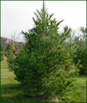 White Pine