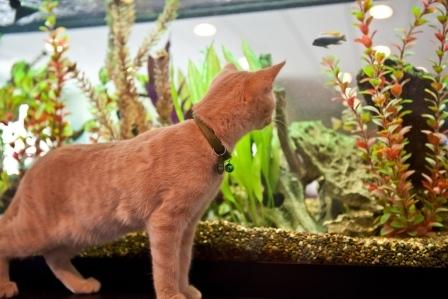 Cat Adventure Jungle with Aquarium-viewing entertainment