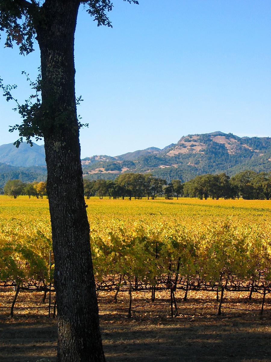 Vineyards surrounding the Inn