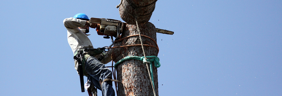 tree cutter