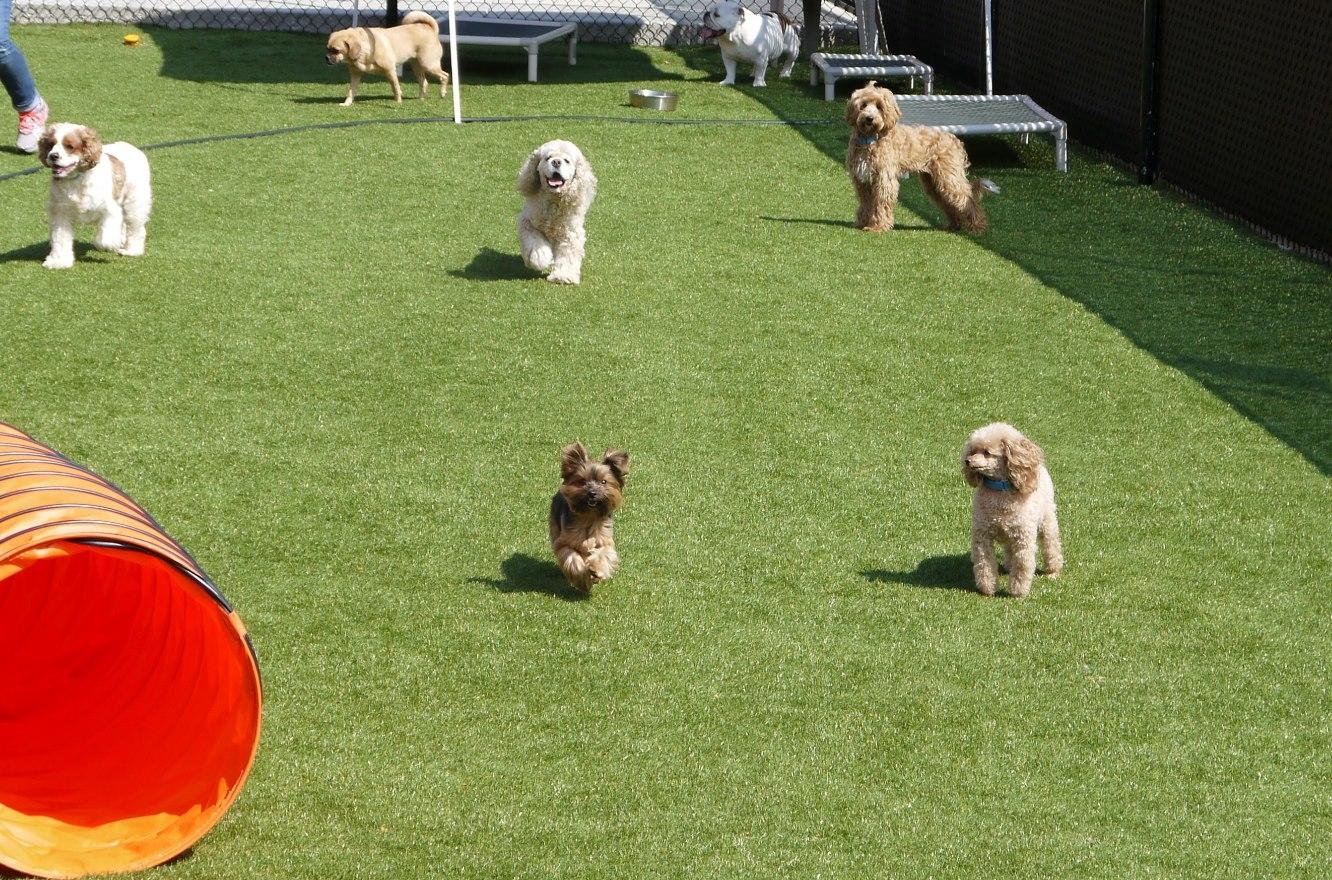 Dog Daycare Outdoor Play Area