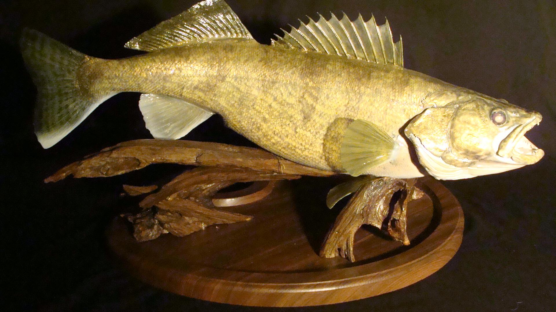 Walleye Replica