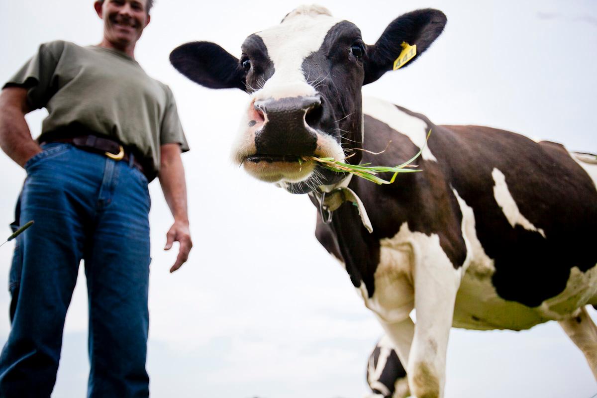 grass fed cows, addison county, vermont