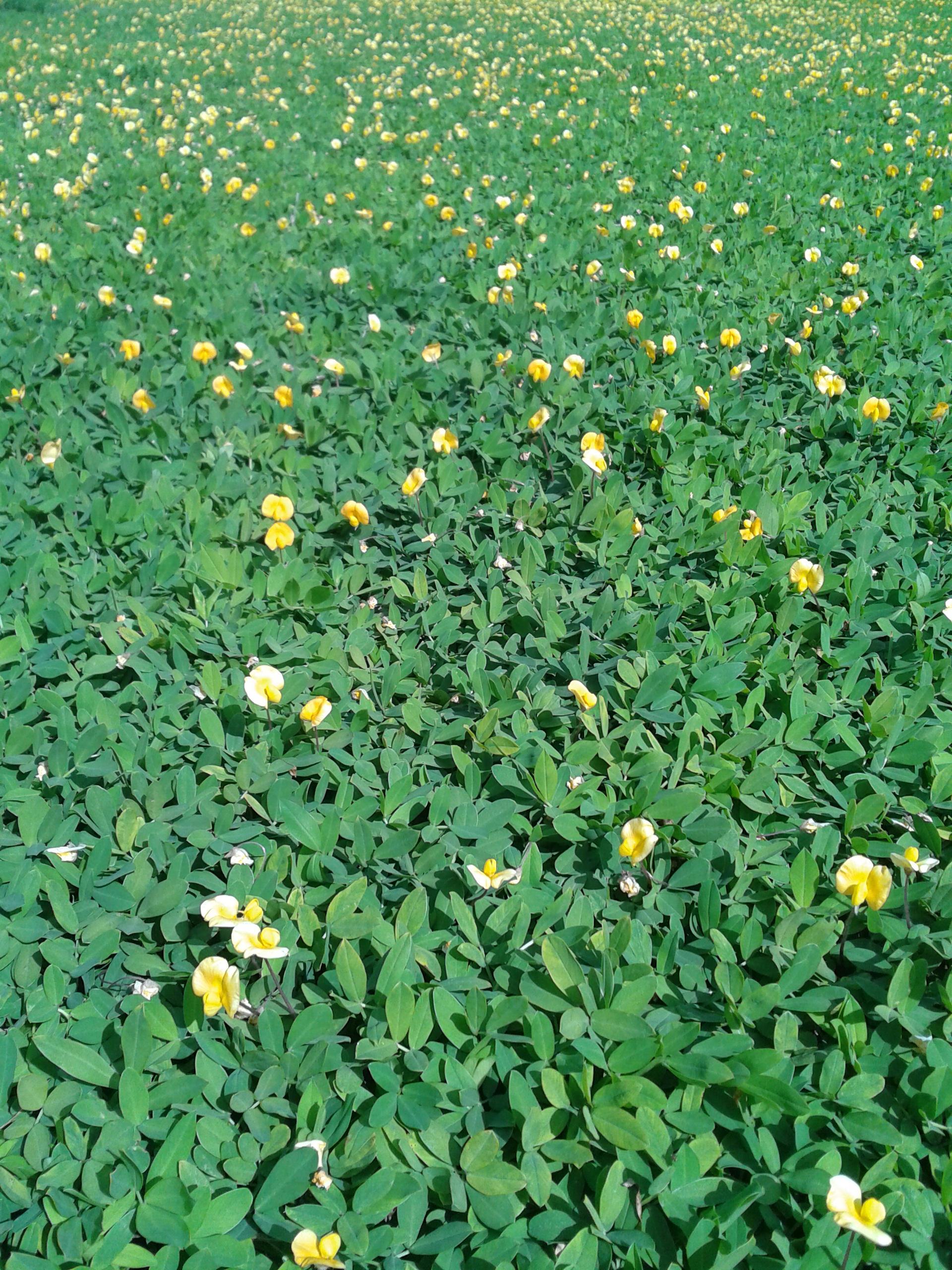 Council Growers Sod Farm