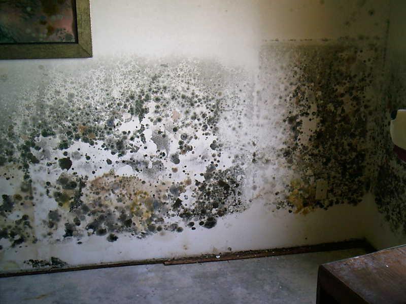 Mold can vary in appearance but is often black, green, gray or white. Professional mold testing can identify the type of mold and suggest remediation.