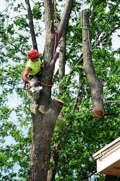 Sometimes you need to remove a limb to save a tree (or your property!)